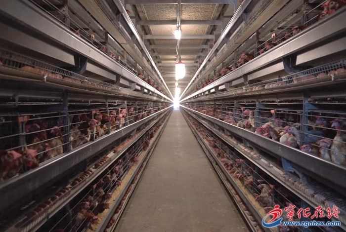 四領(lǐng)一促|(zhì)寧化水茜鎮(zhèn):自動化蛋雞養(yǎng)殖賦能鄉(xiāng)村振興