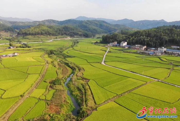 淮土鎮：改革領先 走出新“稻路”