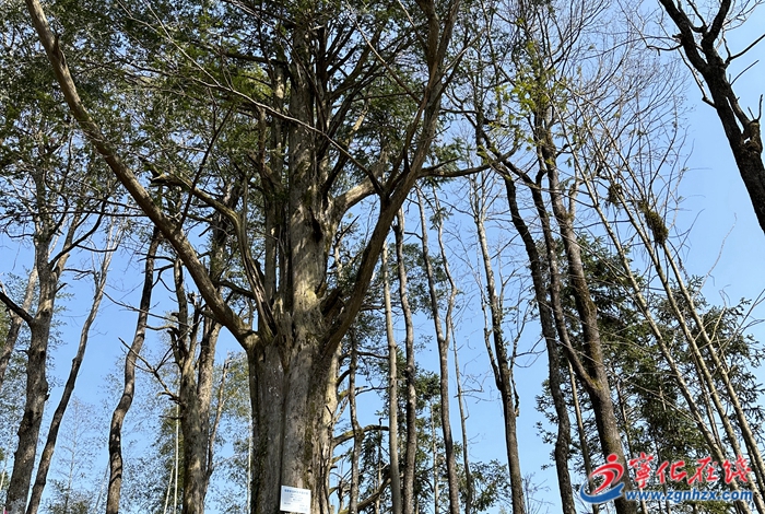 濟(jì)村鄉(xiāng)：加強(qiáng)古樹維護(hù)，守護(hù)“綠色文物”