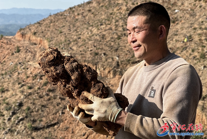 寧化：三月茯苓采收忙 一林多用效益高
