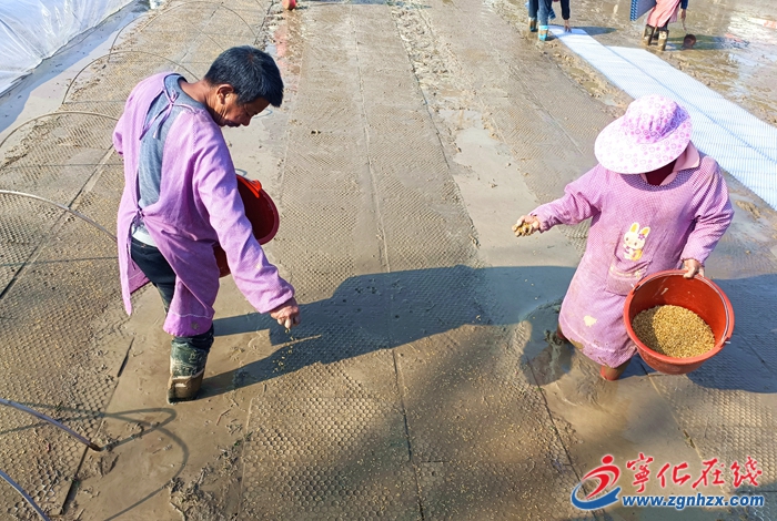 濟村鄉：不負農時不負春，早稻育秧播種忙