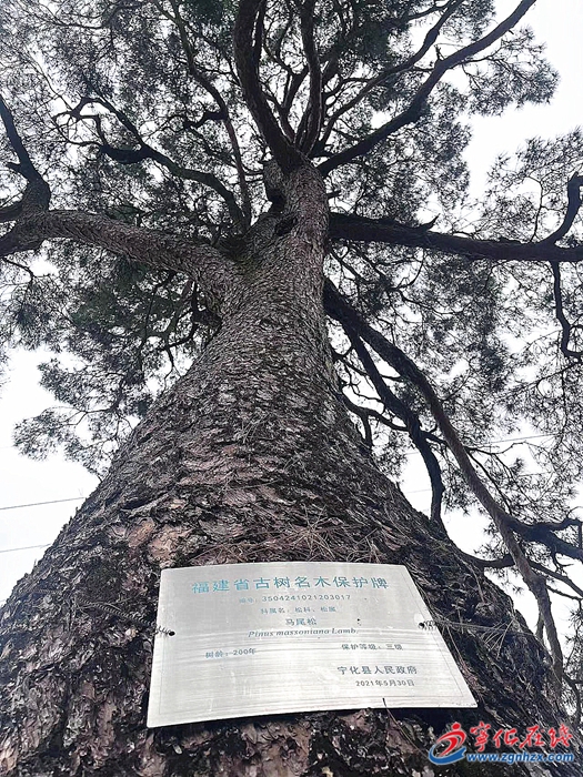 3182株古樹老有所養