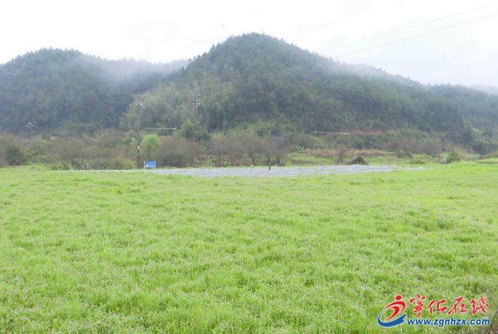 寧化城郊鎮：一種兩收 再生稻播種正酣