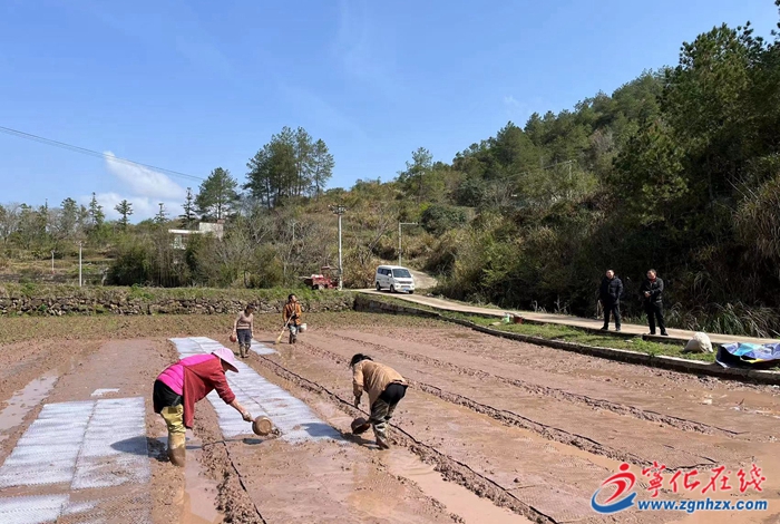 淮土鎮(zhèn)再生稻種植： “一種兩收”讓農民增產(chǎn)又增收