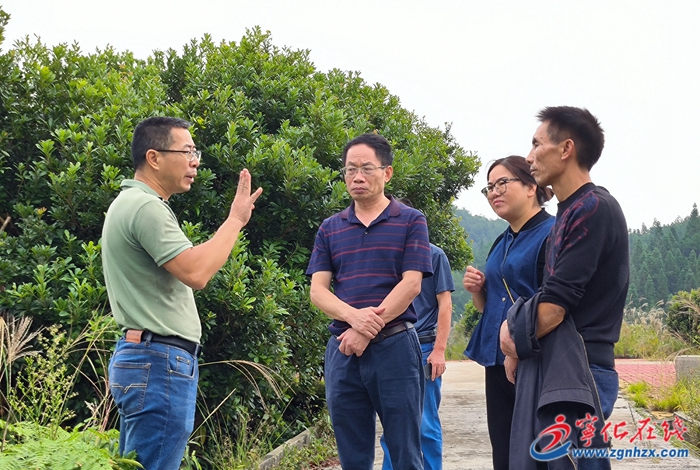 河龍鄉下伊村 ：百畝楊梅結出致富果