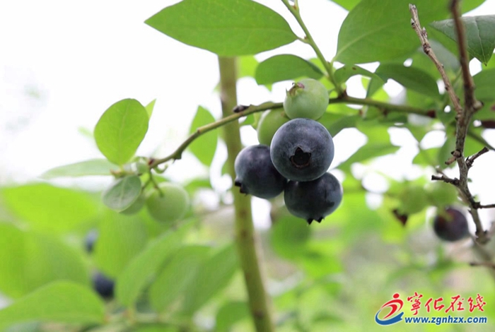 四領一促|改革領先|翠江鎮：藍莓枝頭掛 采摘正當時
