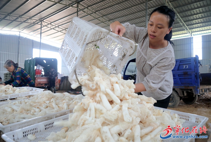 四領一促|改革領先|寧化湖村鎮小小竹蓀“撐”開致富傘