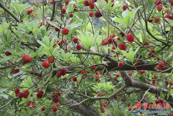 寧化中沙：楊梅采摘熱帶火鄉村游