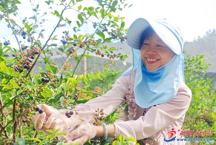 藍莓采摘季 縱享夏日“莓”好時光