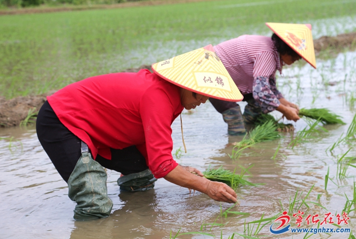 寧化:搶抓農(nóng)時(shí)有序推進(jìn)水稻制種