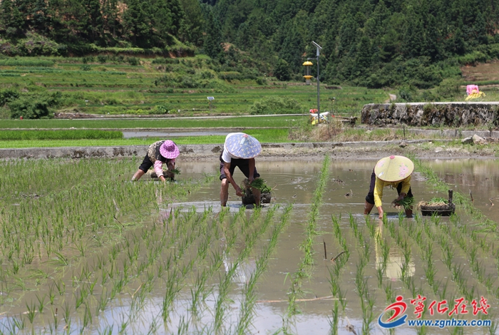 稻田披綠裝！寧化曹坊鎮(zhèn)水稻制種忙