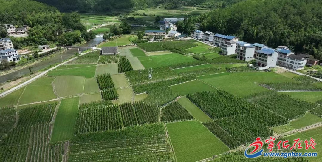 寧化曹坊鎮:千畝淮山豐收在望