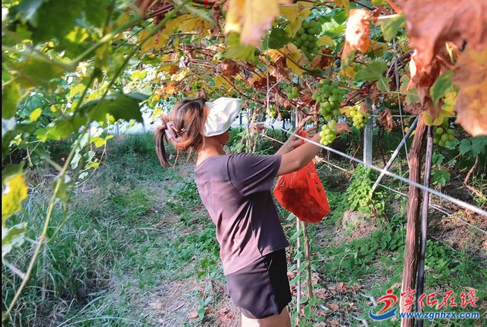 湖村鎮：陽光玫瑰葡萄成熟上市