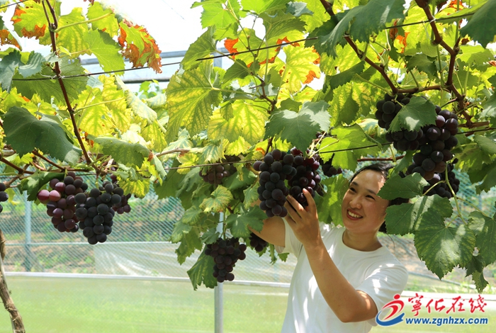 寧化：葡萄豐收 產銷兩旺