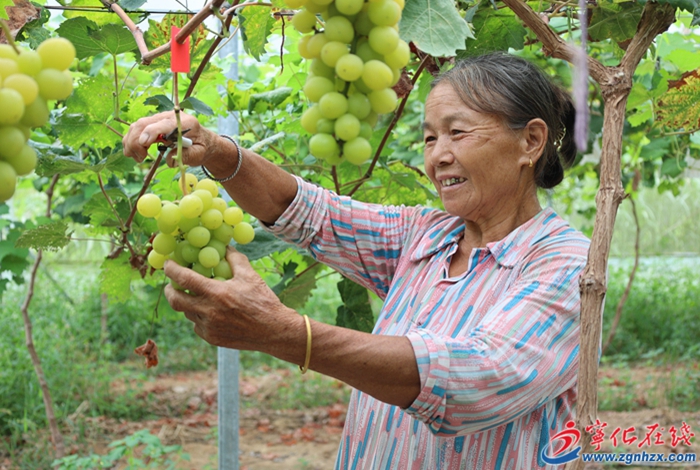 淮土鎮(zhèn):陽光玫瑰豐收 拓寬鄉(xiāng)村振興致富路