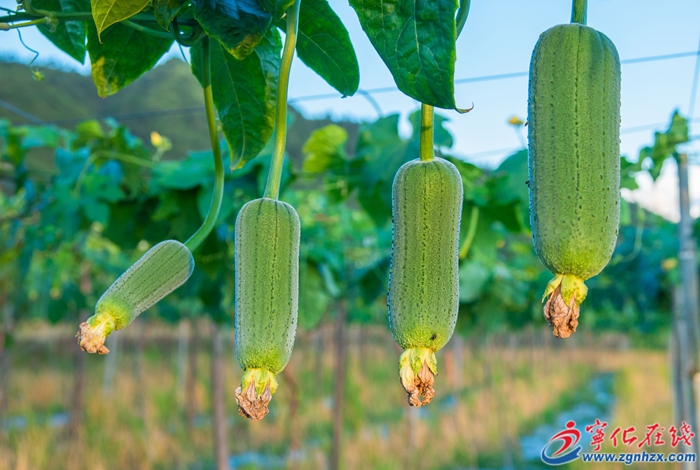 寧化淮土:小絲瓜變身“致富瓜” 育出增收新希望