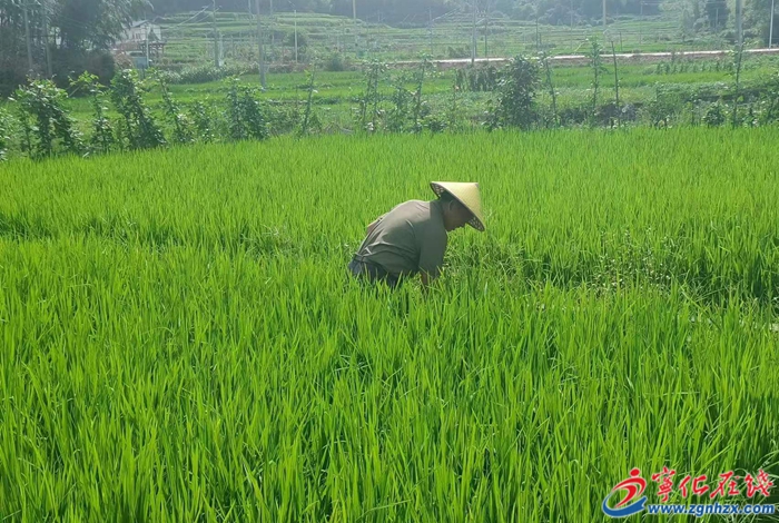 年產值3000萬元！寧化河龍貢米產業引領鄉村振興新篇章