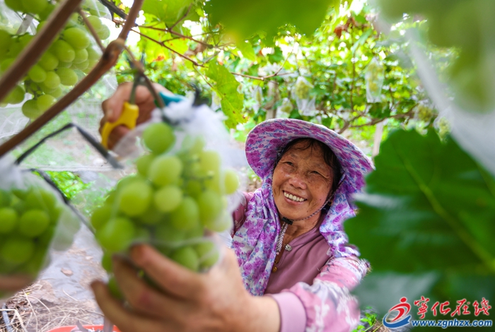 寧化石壁鎮:閩臺農業融合發展基地葡萄喜迎豐收