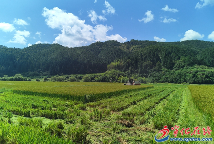 鄉(xiāng)村振興再出發(fā) | 曹坊鎮(zhèn):制種水稻喜迎豐收 農(nóng)戶收割忙