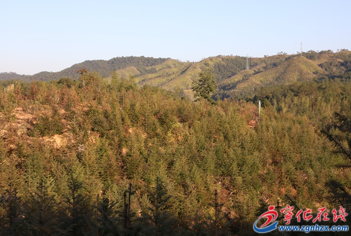 寧化：合作育“青山”?村財(cái)有“靠山”