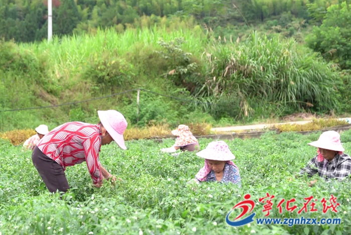 水茜鎮:高山蔬菜迎豐收