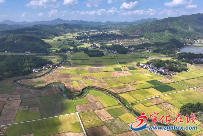 寧化:機械化收割奏響豐收樂章