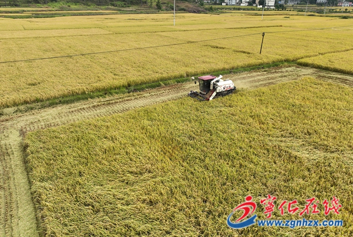 石壁鎮：金色稻田繪就好“豐”景