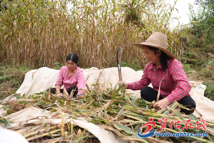 淮土鎮：千畝薏米迎豐收