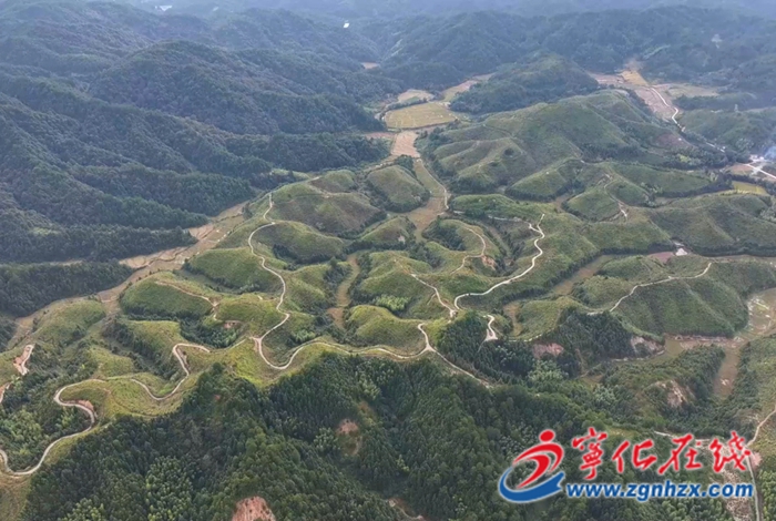 寧化：油茶飄香豐收季 綠富雙贏促振興