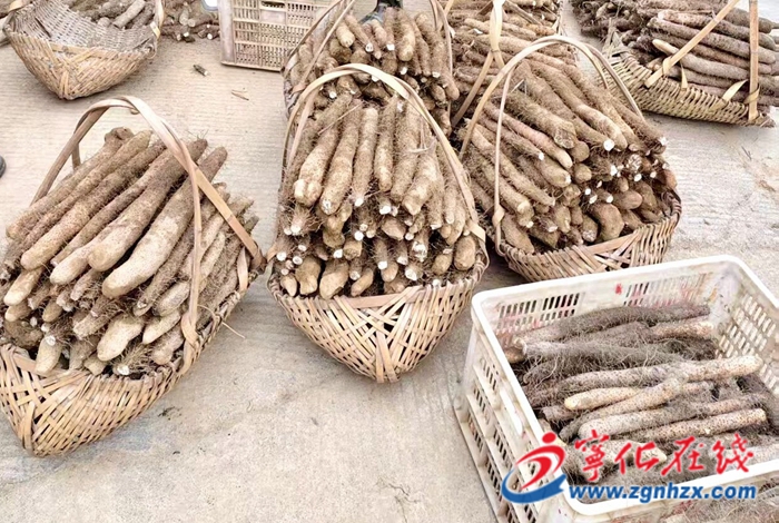 寧化曹坊鎮(zhèn)：紅土“金根”鋪就鄉(xiāng)村振興致富路