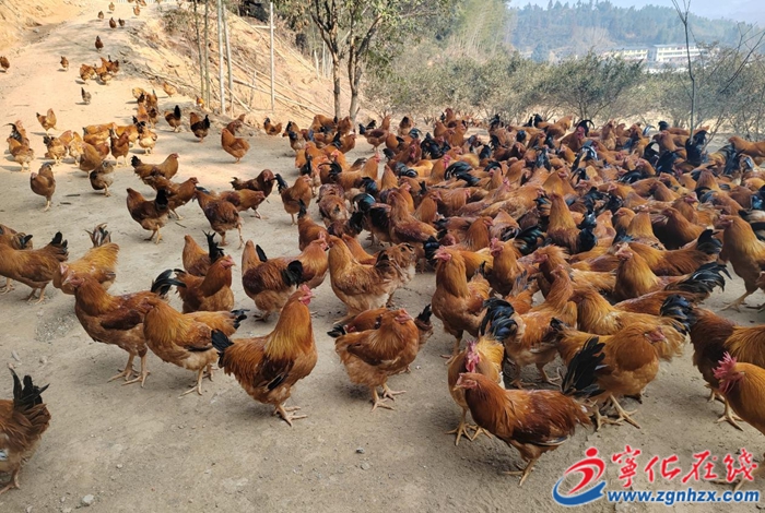 河龍貢雞，鄉村振興新“雞”遇