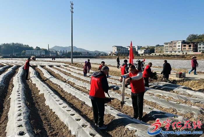 寧化石壁鎮：抗旱移栽保烤煙