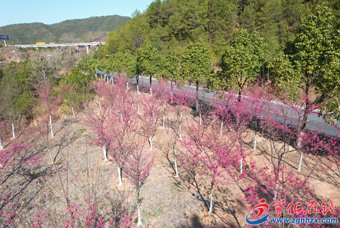 寧化：“三化”工程繪就春日櫻花盛景