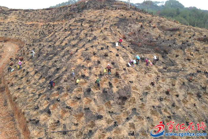 寧化：植樹護土筑屏障 青山綠水繪新篇