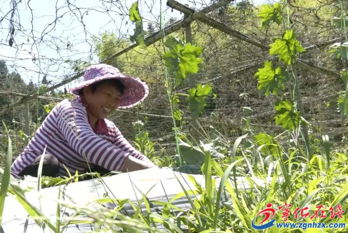 濟村鄉(xiāng):改善絲瓜種植條件 提質(zhì)增效促農(nóng)增收