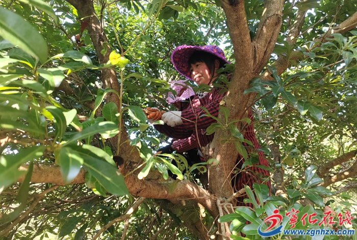 寧化河龍鄉:黨建引領 技術助力推動村級產業良性發展