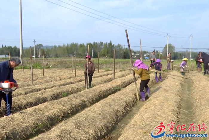 湖村鎮(zhèn)：新農(nóng)機助力竹蓀春季種植