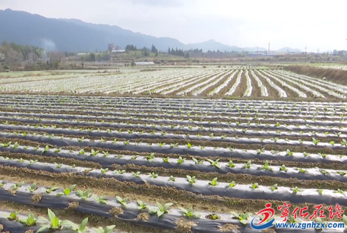 國家級榮譽/連續(xù)6年全市第一/產(chǎn)值超10億……寧化這項工作亮點多多!