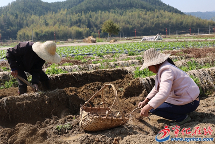 曹坊鎮(zhèn)：淮山種植 奏響鄉(xiāng)村振興“致富曲”
