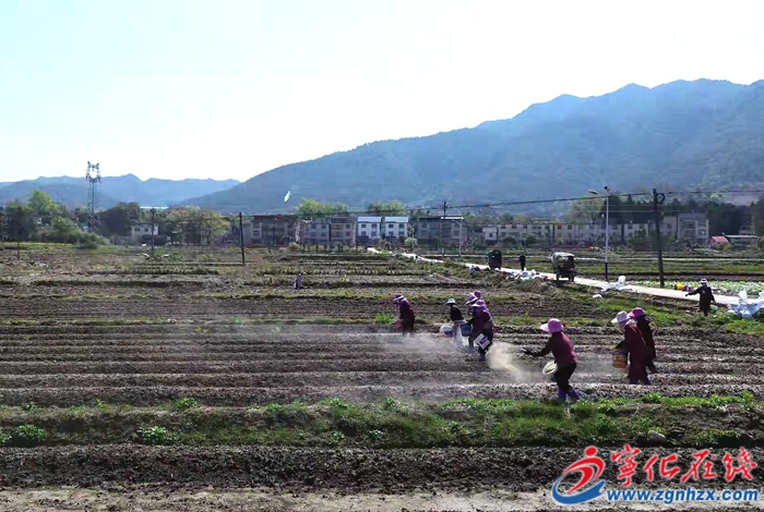 湖村鎮：播撒土壤調理劑 助力農業綠色發展