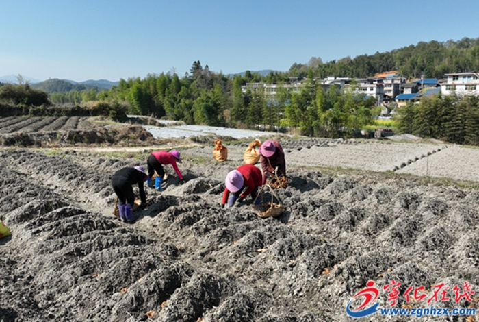 曹坊鎮：生姜種植忙 春耕孕希望