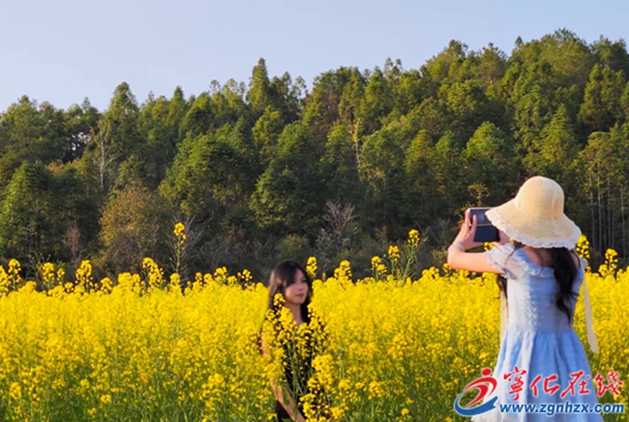 城南鎮(zhèn)：金色花海吸引市民爭相打卡
