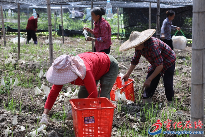 水茜鎮(zhèn)：竹蓀采摘正當(dāng)時(shí)，助農(nóng)增收促振興