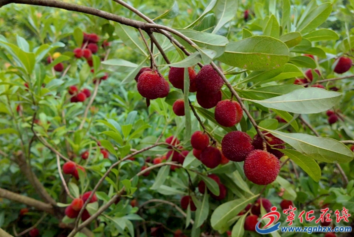 喜上“梅”梢!河龍鄉下伊村楊梅進入采摘期