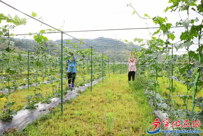 深耕八年,寧化這個閩臺“果蔬園”做大啦