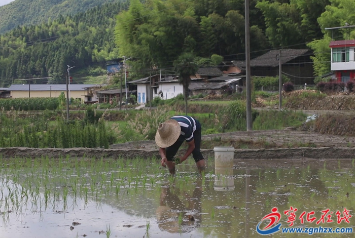 濟村鄉：水稻制種進行時