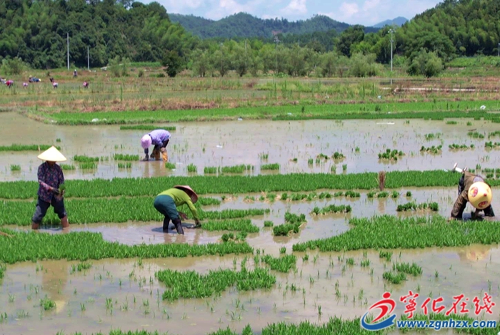 湖村鎮:制種產業激活鄉村振興新動能