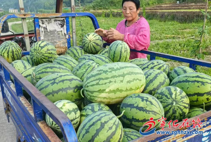 河龍鄉:千畝瓜田結“豐”景好 科學管理促增收