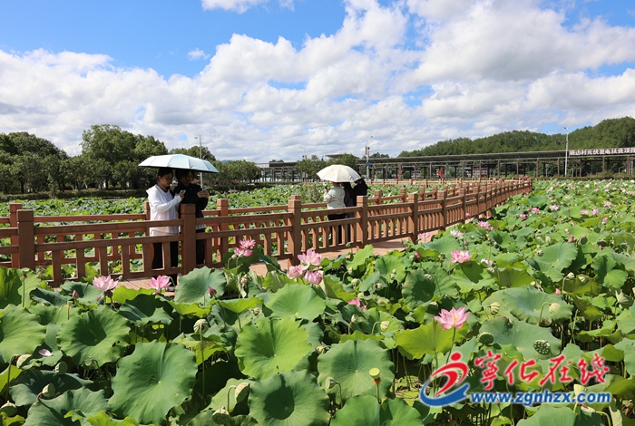 石壁鎮(zhèn)：夏荷競綻放 游客觀光忙