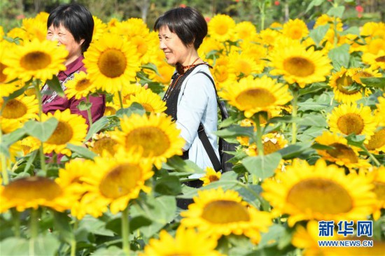 葵花盛開逐秋陽